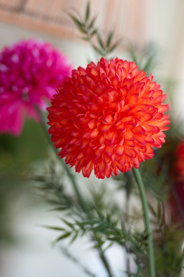 Chrysantheme