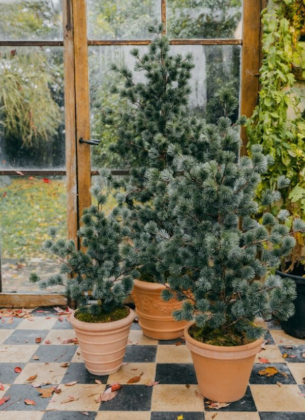 Cedar pine in pot 80cm