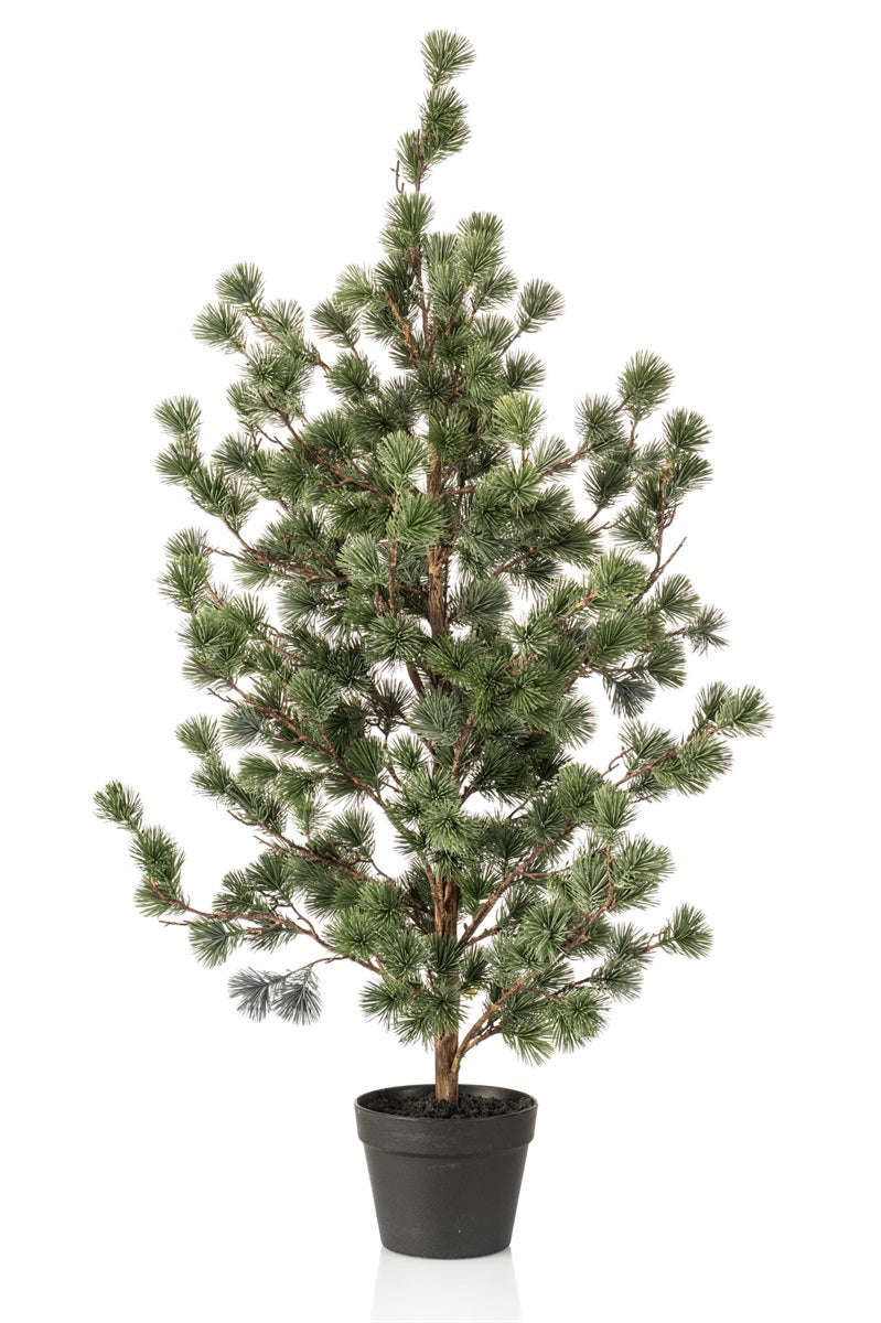 Zedernbaum im Topf 120 cm