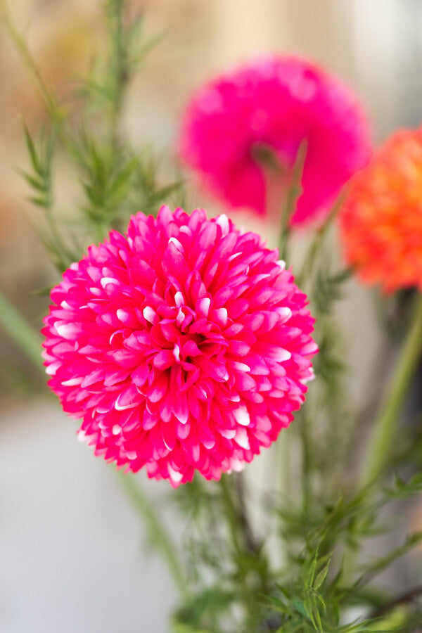 Deko-Chrysantheme rosa – dekorative Blüte