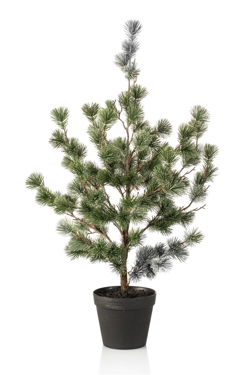 Cedar pine in pot 80cm